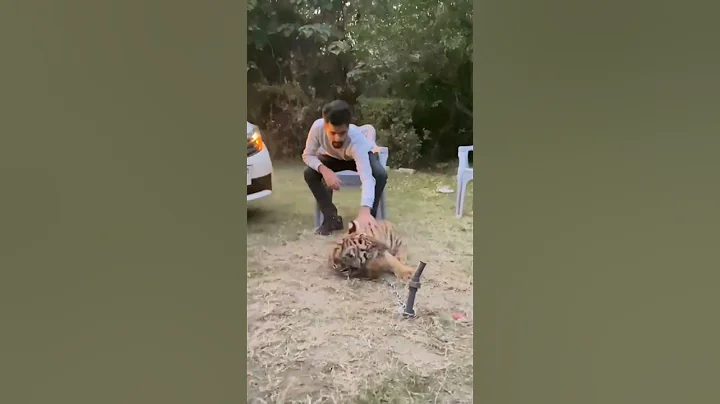 Video 4729831: tiger leopard lion, bengal tiger, leopard animals, bengal fun