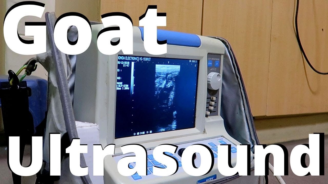 Pecan and Brownies Pregnancy Ultrasound(GOAT ultrasound) YouTube