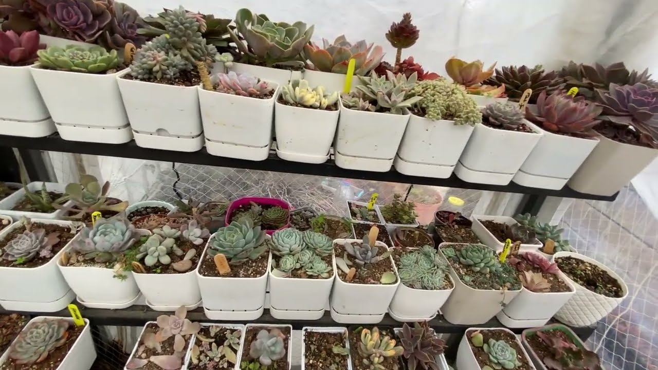 Cotyledon orbiculata verigata ‘ma ne oldu⁉️ Alt yaprakları niye yoldum #sukulent