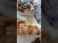 夜中にママを寝かせない娘は今　#子猫#保護猫#猫のいる暮らし