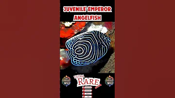 Juvenile Emperor Angelfish: Nature's Masterpiece in Transition!