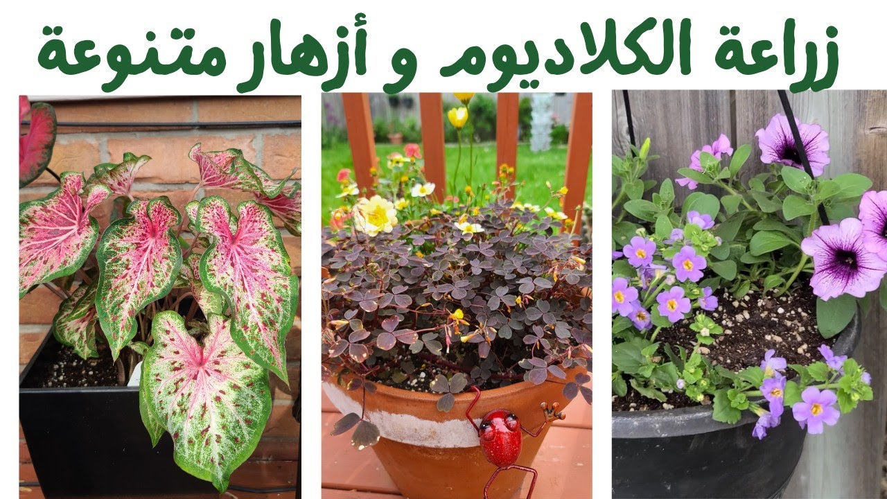 زراعة الكلاديوم، البيتونيا و غيرها من الأزهار  في الحديقة