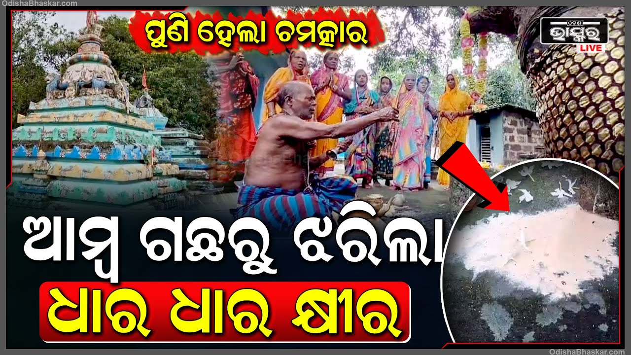 ଆମ୍ବ ଗଛରୁ ଝରୁଛି ଧାର ଧାର କ୍ଷୀର... ଆଶ୍ଚର୍ଯ୍ୟ ହେଲେ ଗାଁ ଲୋକ...