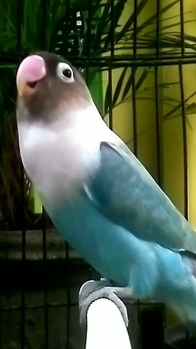 Pancingan pagi.. Membangunkan lb males bunyi#lovebird #labet #lb #labetngekek