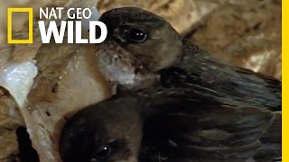 Salivating for a New Nest | Wild Borneo