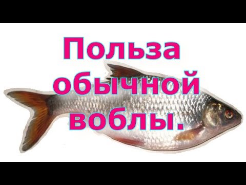 Польза обычной воблы.