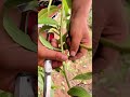 Bud Grafting Is Easy | Injerto fácil | 芽接ぎ簡単 | 눈접 정말 쉬움 #fruittrees #satisfying