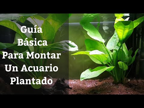 Video: 5 Plantas De Acuario Vivas Que Incluso Un Principiante Puede Cuidar