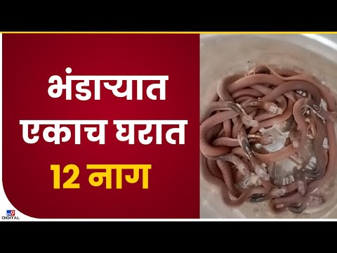 Bhandara | 11 Baby Snake Found | भंडाऱ्यात एकाच घरात सापडले 12 नाग - tv9