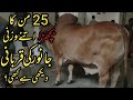 GIANT BRAHMAM BULL BUGS BUNNY OF KOHINOOR CATTLI FARM QURBANI at MADNI Biryani House BAKRA EID 2022