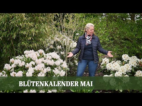 Video: Häufige Gardenia-Sorten - Verschiedene Arten von Gardenia-Sträuchern