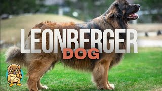 12 Things Only Leonberger Dog Owners Understand
