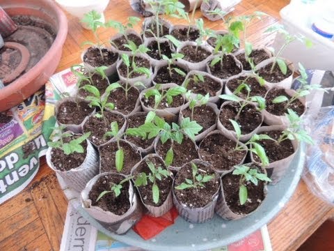 Paper Pots, Tomatoes & Green Onions! - Paper Pots, Tomatoes & Green Onions!