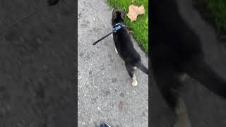 Walking my Shepsky puppy (German Shepard Husky mixed)