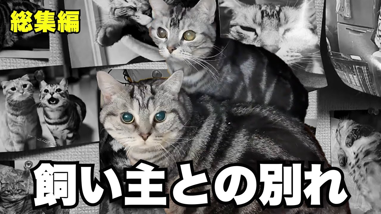 【総集編】飼い主と別れ取り残される猫たち...様々な事情を抱えた猫たちの保護に密着!!!保護猫ボランティアが直面した悲しい現実とは...!?