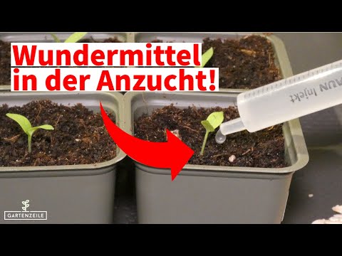 Video: Können Sie Hafer für Lebensmittel zu Hause anbauen: Tipps zum Anbau von Hafer in Gärten