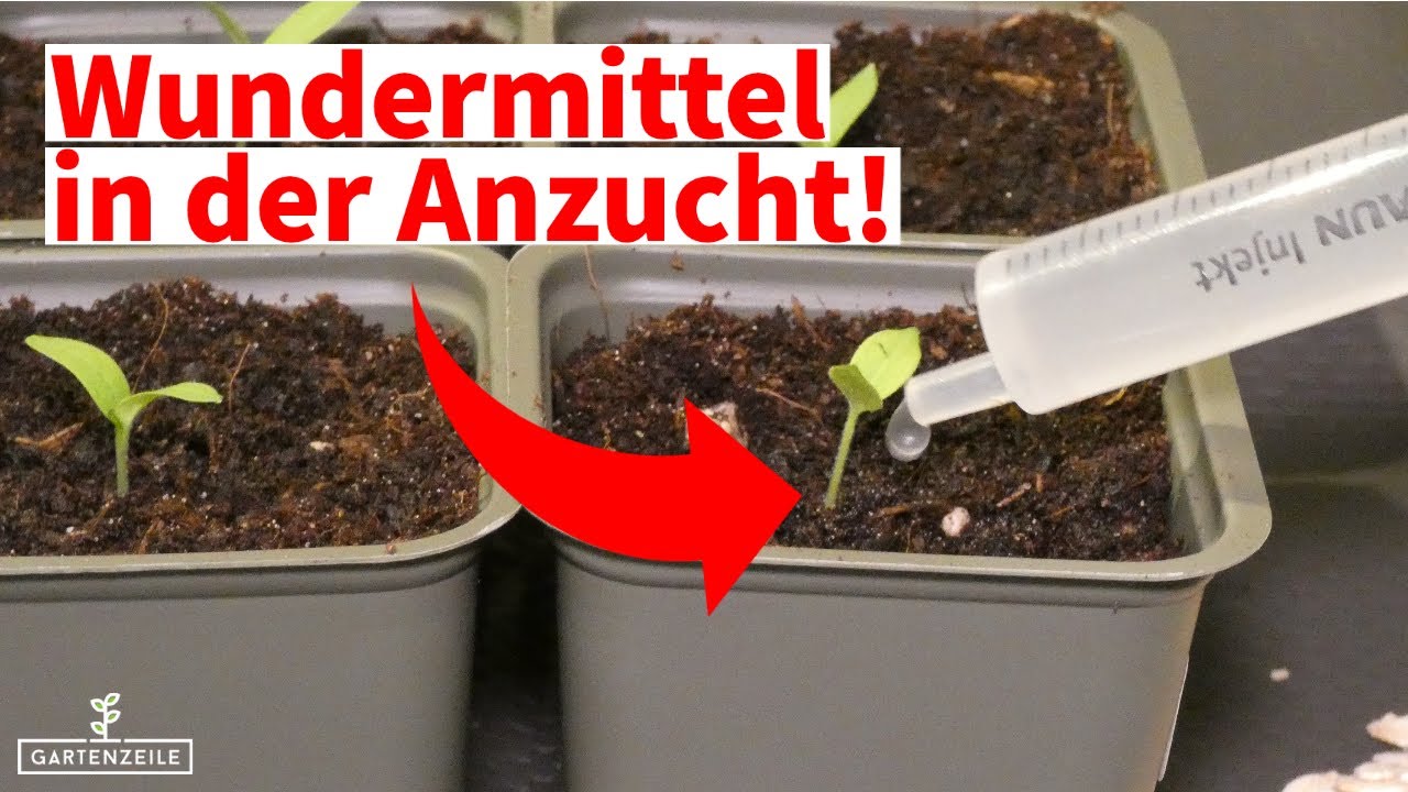 Unterschtztes Hausmittel - natrlicher Dnger fr krftiges Wachstum  deiner Anzucht!