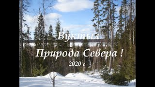 Вуктыл. Природа Севера ! 2020 г