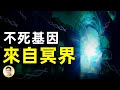 永生真正的秘典！真有不死基因嗎？有，它來自冥界！【文昭思緒飛揚第28期】