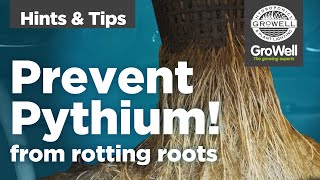 Preventing Pythium | Hints & Tips