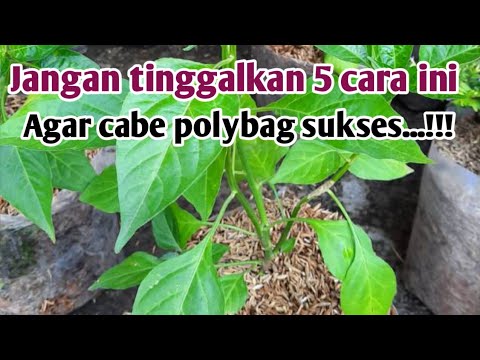 Video: Tanaman Pendamping Untuk Paprika: Tips Menanam Pendamping Dengan Cabai