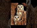 Night Predator - series: Kamuflase Burung Hantu Paling Sempurna di Alam – Fakta yang Bikin Takjub!