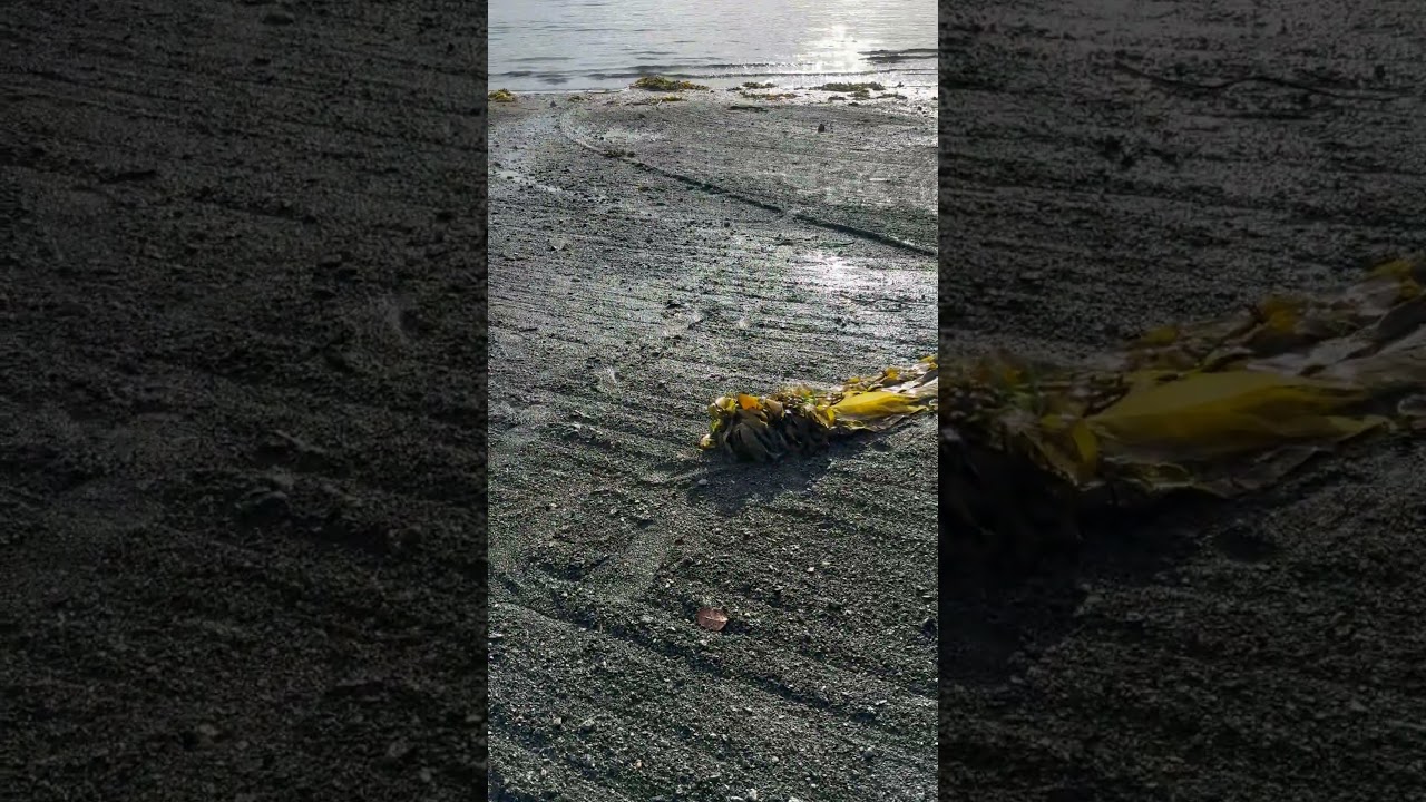 Seaweed sounds #alaska #cruiseship #funship #cruise