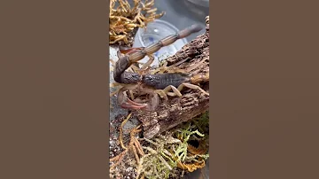 Scorpions Mating Fertilization 