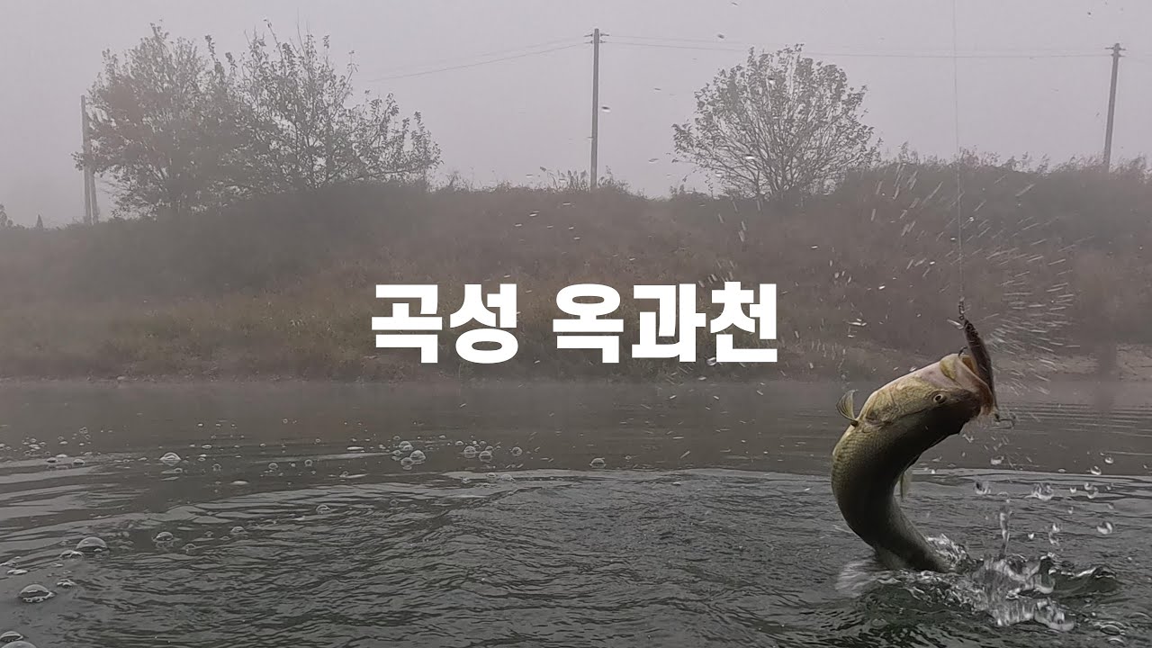 11월 곡성 옥과천 남원 섬진강 배스낚시 여수 돌산 쭈꾸미 낚시