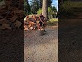 #wood #firewood #homeworkout #splittingwood #father