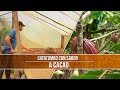 Caracteristicas del Cacao- TvAgro por Juan Gonzalo Angel