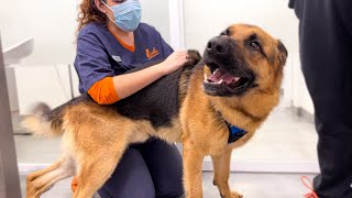 Funny German Shepherd Reaction to a Visit to the Vet!