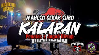 KALAPAN‼️Maheso Sekar Suro 