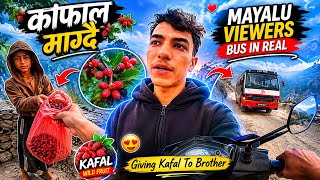 काफल माग्दै 😍 MAYALU BUS IN REAL 😱