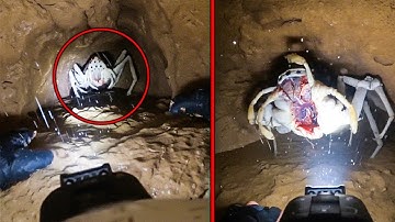 Terrifying Creature Locked Away For Years Finally Escaped!