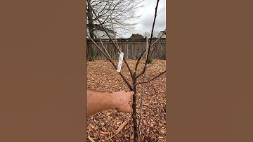 Thumbnail of Plum Pruning Question 1 #Howto #Prune #Plum #Pruning #fruittrees #fruittree