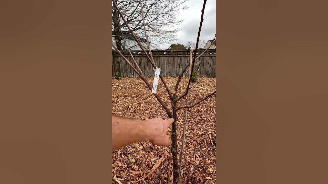 Plum Pruning Question 1 #Howto #Prune #Plum #Pruning #fruittrees #fruittree