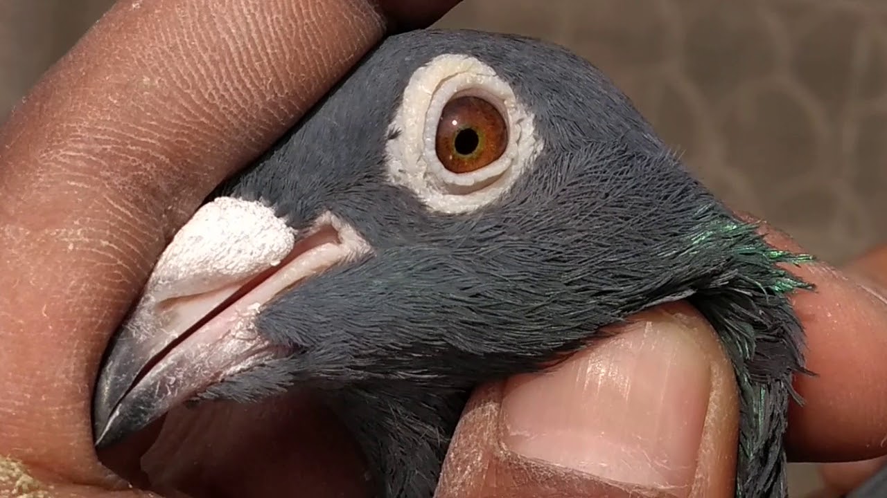 PRINCE BHAI AUR ZAKIR BHAI KE BREEDING WALE MADRASI PIGEON (KABUTR)...BY KING