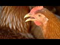 Globo Rural: Como criar galinhas caipiras/capoeira corretamente
