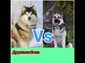 Аляскинский маламут VS восточно-европейская овчарка: кто победит? Animals VS