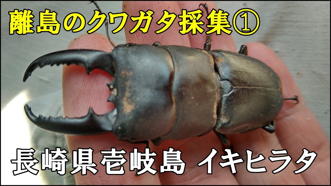 これがイキヒラタクワガタだ クワガタ採集 長崎県壱岐島 7 19 Youtube これがイキヒラタクワガタだ クワガタ採集 長崎県壱岐島 7 19 Youtube