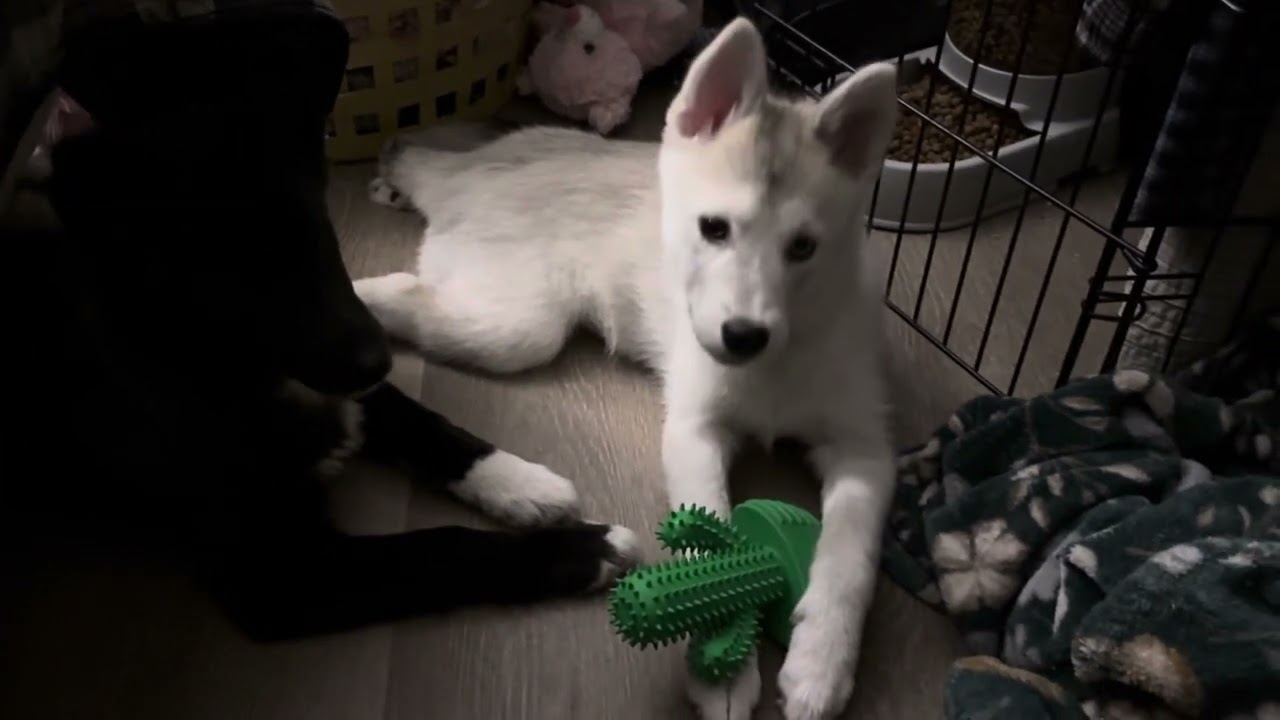 Our 5 month old pomsky sisters ♥️