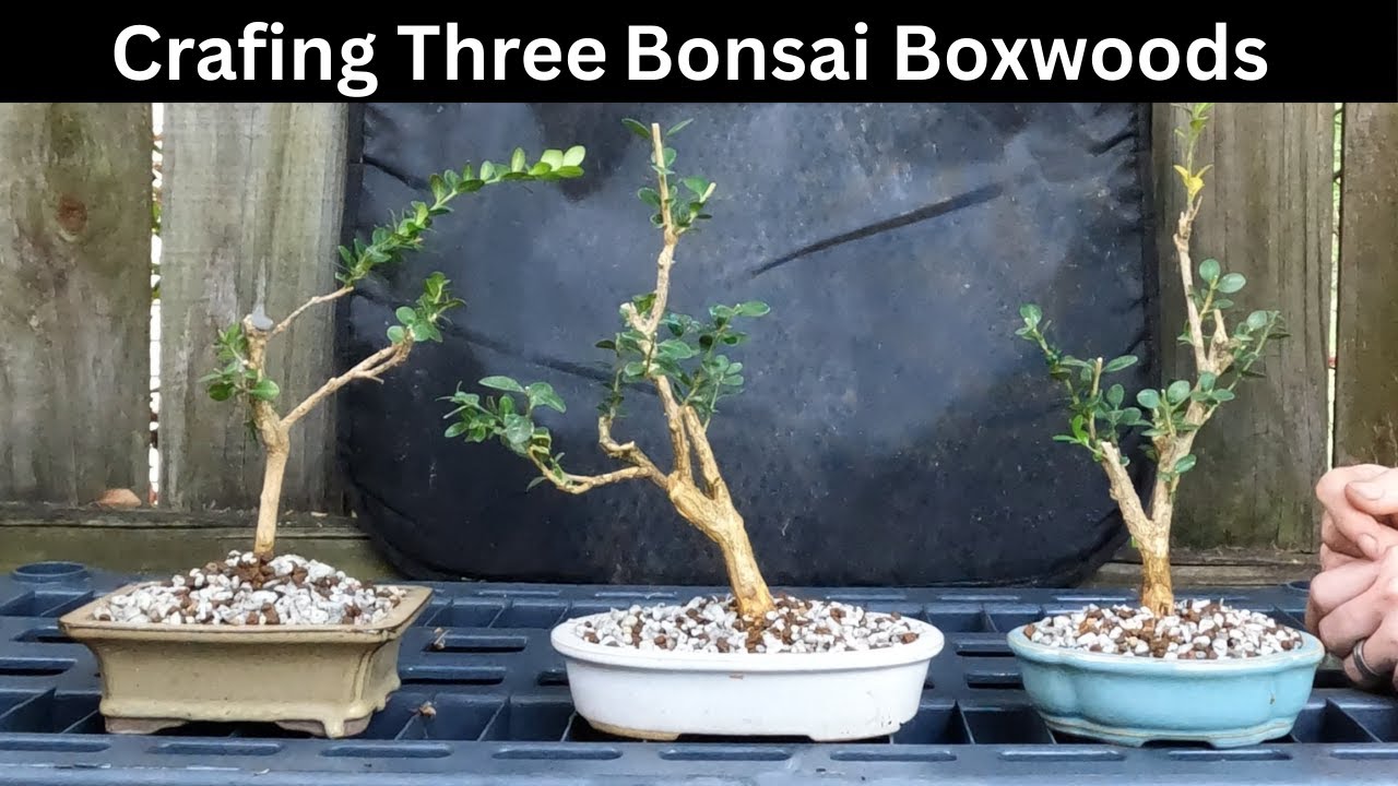 Crafting 3 Stunning Bonsai Boxwoods: Step-by-Step Guide!