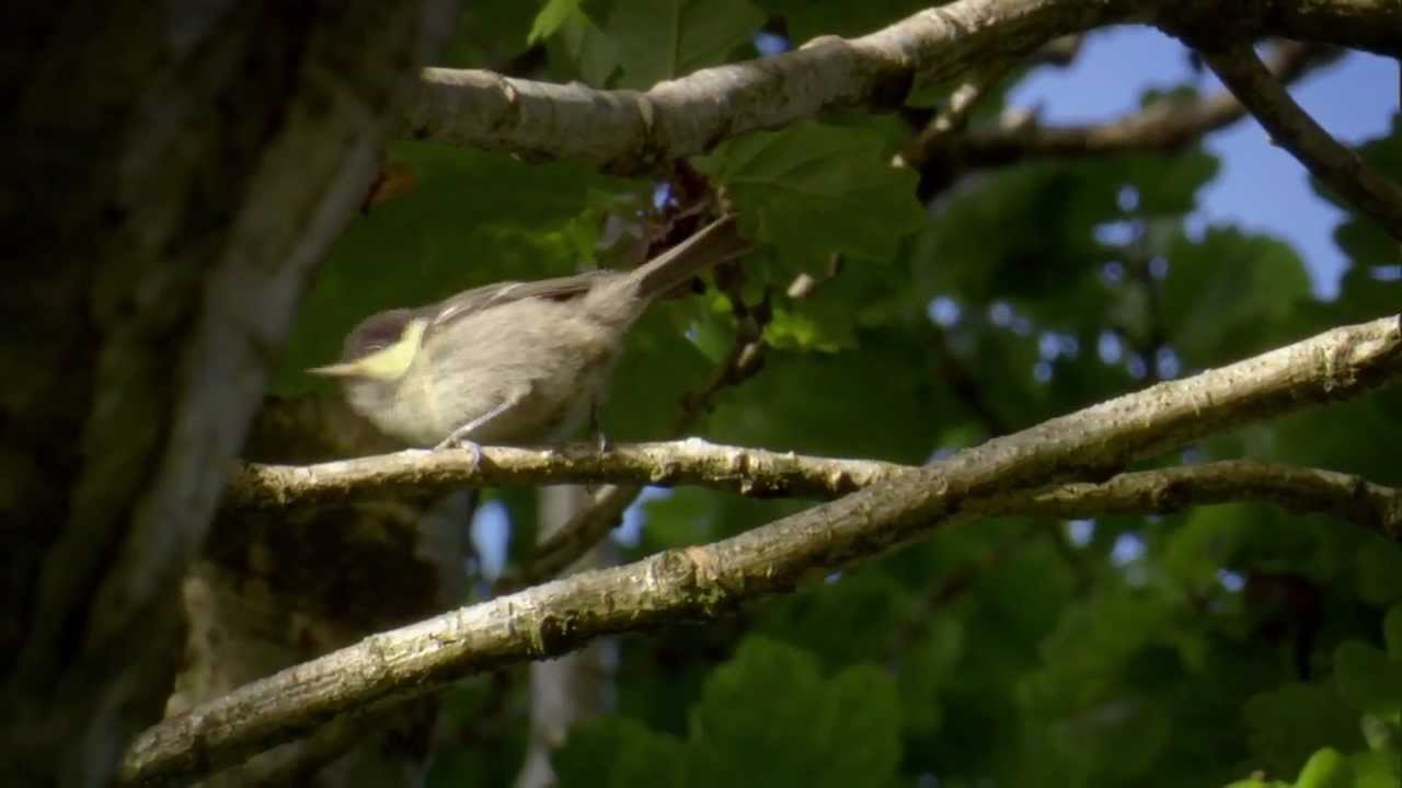 Pine martens | Living the Wildlife | RTÉ One
