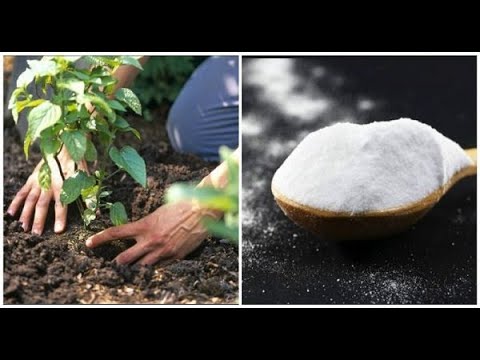 Vidéo: Utiliser du bicarbonate de sodium sur les plantes - Le bicarbonate de soude est-il bon pour les plantes