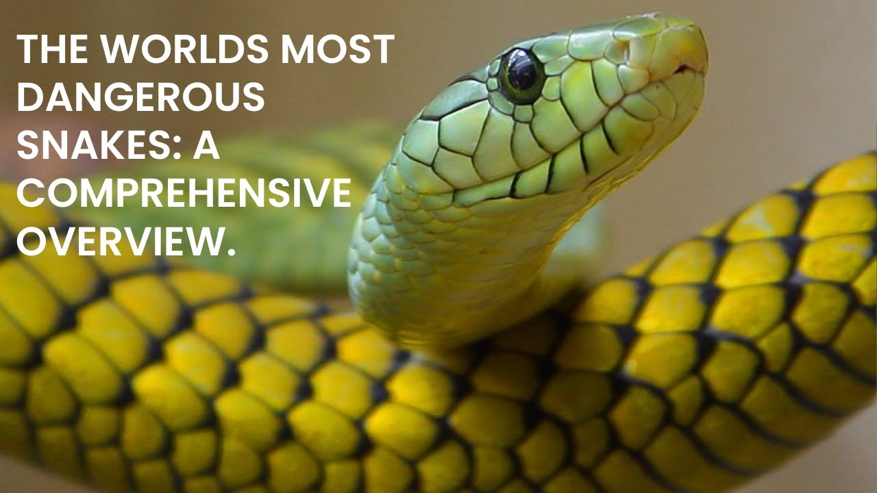 The Worlds most dangerous snakes: A comprehensive overview - YouTube
