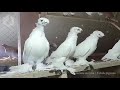 Узбекские голуби - гульбадамы