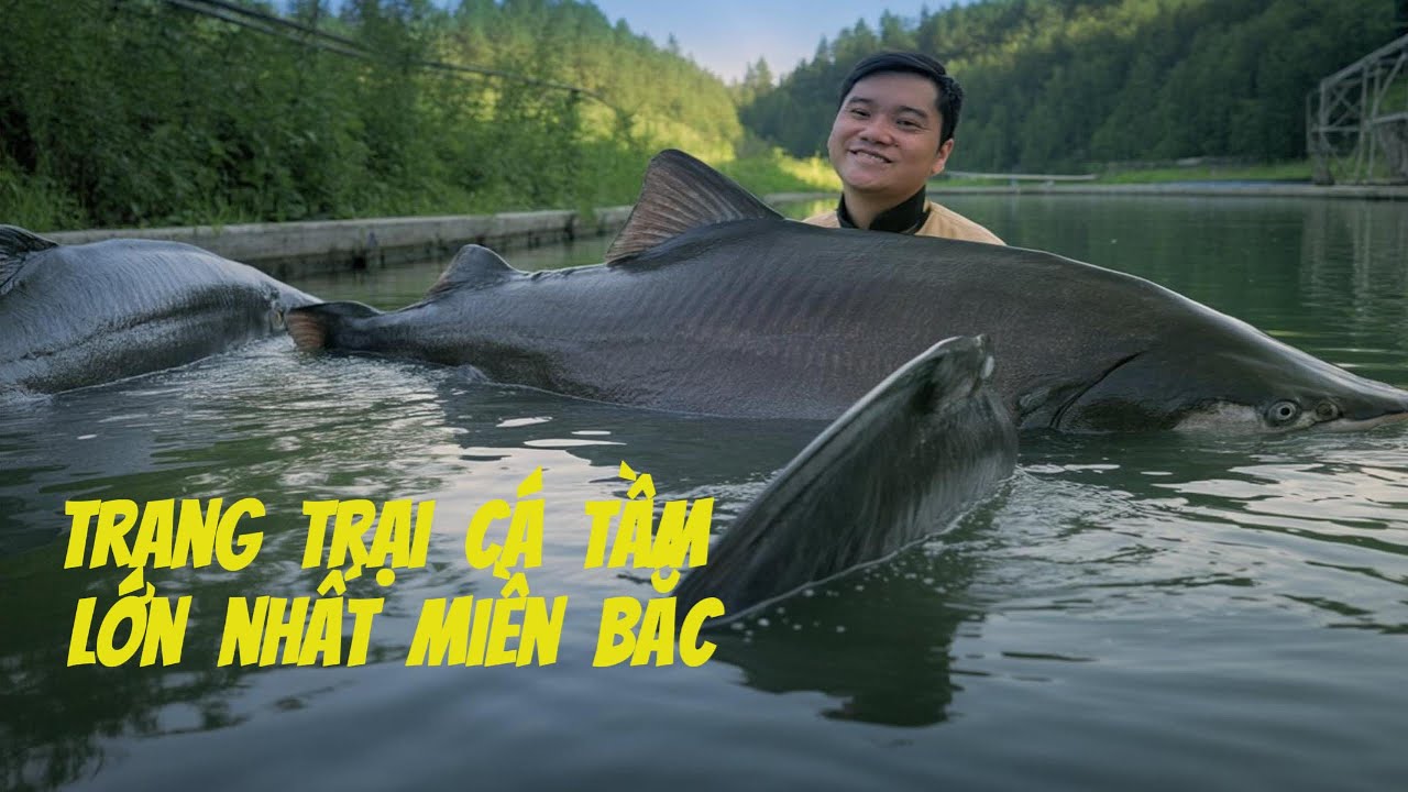 Đi thăm trang trại cá hồi cá tầm lớn nhất miền Bắc/ The biggest sturgeon and salmon farm in Vietnam