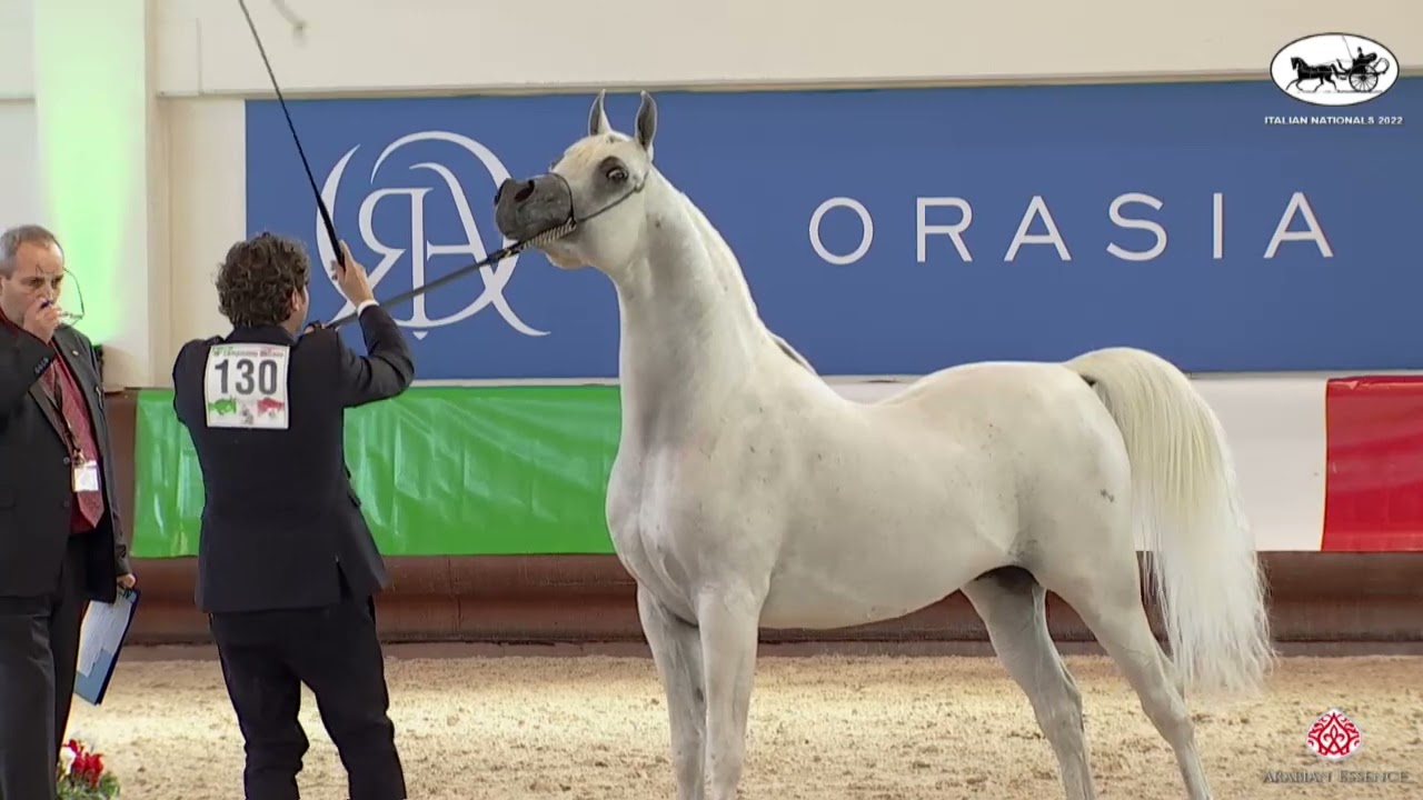 N 130 FRASERA NESHAR   Italian National Straight Egyptian Championship 2022   SE Stallions 4+ Years