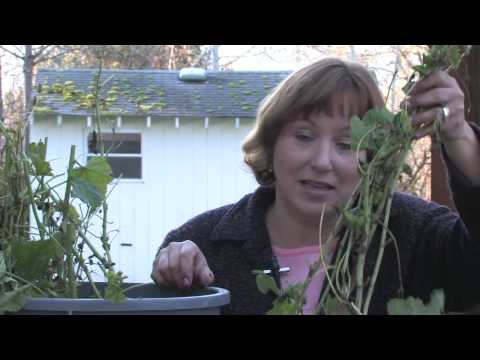 Gardening Tips : Transplanting Hollyhocks